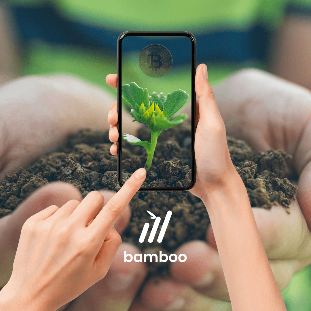 Bamboo post